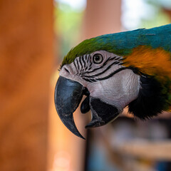 A beautiful close up of a colorful parrot.