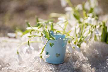 The first spring flowers, primroses and snowdrops in the melted snow. A bouquet of snowdrops in a...