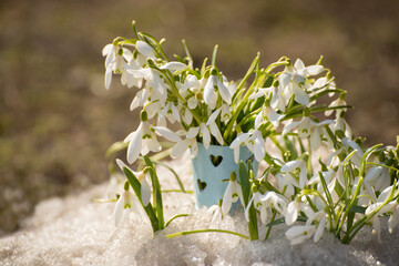 The first spring flowers, primroses and snowdrops in the melted snow. A bouquet of snowdrops in a small toy bucket. - obrazy, fototapety, plakaty