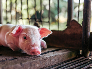 A week-old piglet cute newborn on the pig farm with other piglets, Close-up