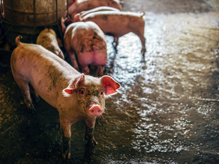 Breeder pig with dirty body, Close-up of Pig's body.Big pig on a farm in a pigsty, young big...