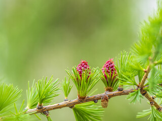 Larch tree fresh pink cones blossom at spring on nature background