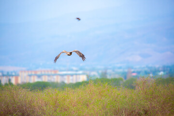 Eagle flying over the city. Golden eagles in free flight. Wild birds of prey have gathered in a flock and are flying above the ground.