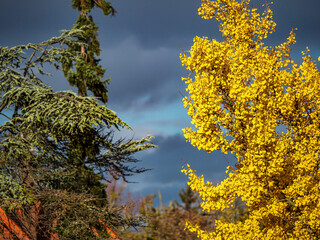 Gingo tree in autumn in the sun during a thunderstorm. - 679625146