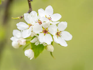 White blossoming apple trees. White apple tree flowers