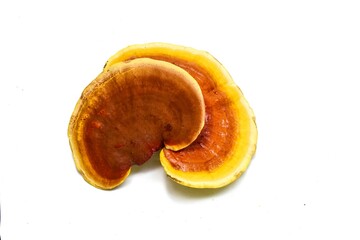 Reishi mushroom on white background