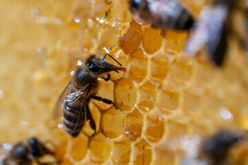 Working bees on honeycomb, closeup. Colony of bees in apiary. Beekeeping in countryside. Macro shot with in a hive in a honeycomb, wax cells with honey and pollen. Honey in combs