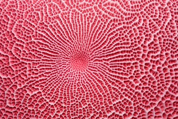 close-up of pink brain coral pattern