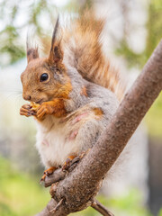 Fototapeta premium The squirrel with nut sits on a branches in the spring or summer.