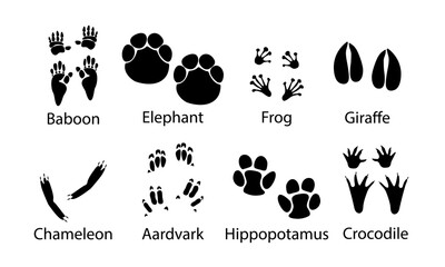 African animals paw prints, vector illustration different wild animals footprints black on white illustration. Baboon elephant ,frog ,giraffe ,chameleon ,aardvark, hippopotamus and crocodile . - obrazy, fototapety, plakaty