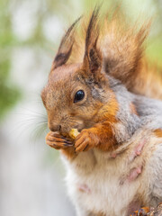 The squirrel with nut sits on a branches in the spring or summer.