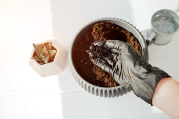 Woman's hand in a black glove with microgreen seeds. The concept of home gardening, hanging seeds. View from above
