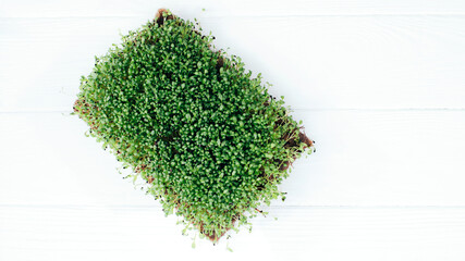 Home gardening. Greenery microgreens, basil on a linen rug on a gray background. Top view