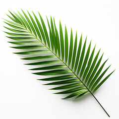 Obraz premium green palm leaves isolated on white background