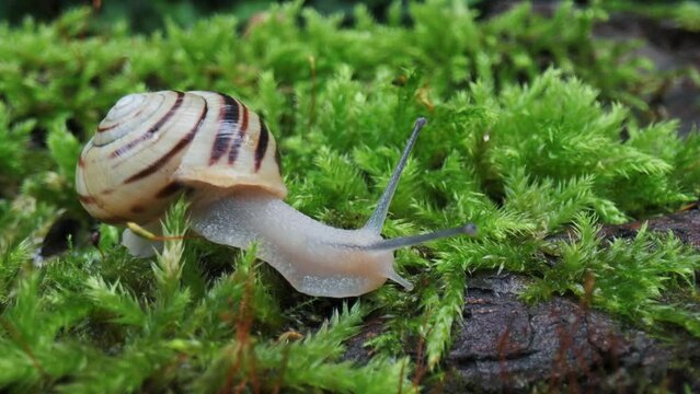 Grape snail slowly creeping in the green forest moss. Nature life. UHD 4k video