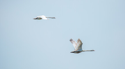 Flying swans in the blue sky. Waterfowl at the nesting site. A flock of swans walks on a blue lake.