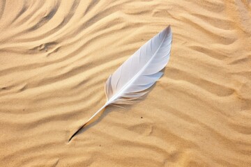 top view of a seagull feather on a sand surface