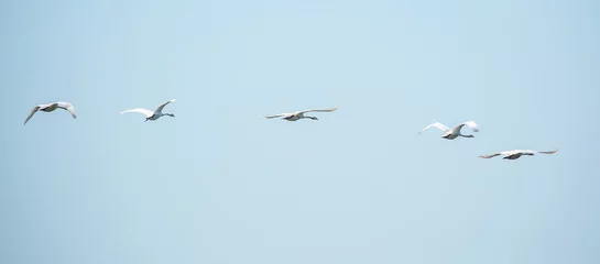 Foto op Canvas Flying swans in the blue sky. Waterfowl at the nesting site. A flock of swans walks on a blue lake. © Vera