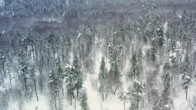 Beautiful snow scene forest in winter. Flying over of pine trees covered with snow.