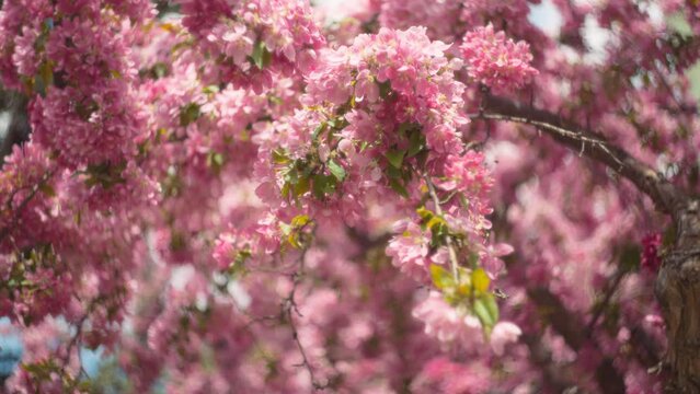 Japanese pink cherry tree blooming in spring. Slow motion, shallow depth of field. 