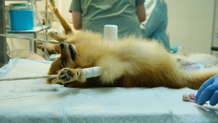 A dog in a state of anesthesia lies tied up on a table after castration surgery. The testicles are nearby.