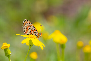 a butterfly that spread its wings on a yellow flower, Melitaea cinxia