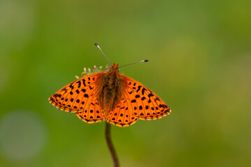 red butterfly spread its wings in green grass, Boloria caucasica