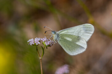 small white butterfly on plant, Eastern Wood White, Leptidea duponcheli