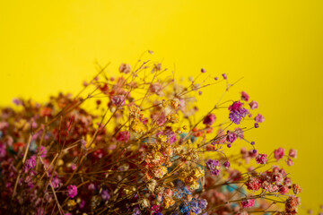 Obraz na płótnie Canvas Multicolor paniculata over yellow background