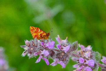 red butterfly on pink flower, Boloria caucasica