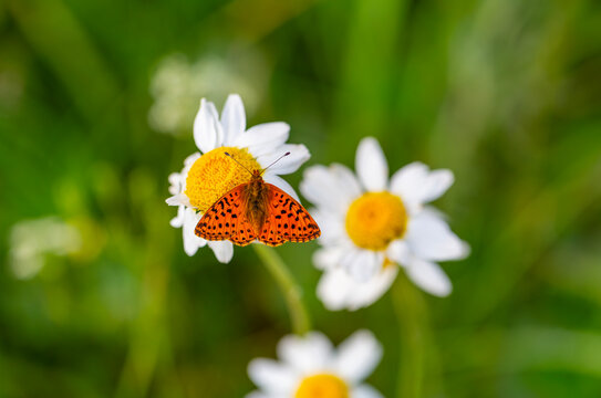 red butterfly perched on a daisy, Boloria caucasica