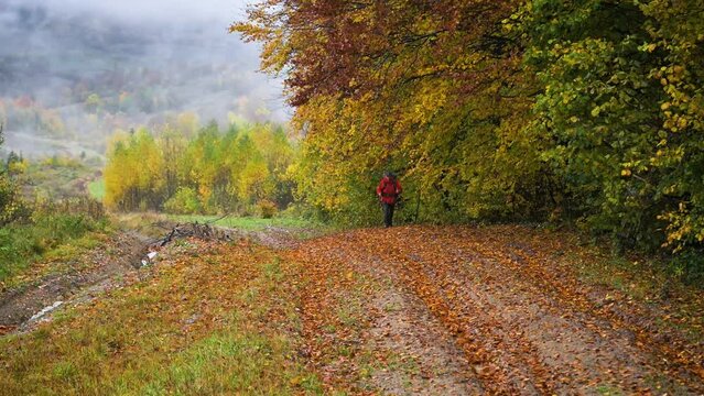 Tourist hiking near colorful beech trees with yellow and orange foliage at autumn forest. Picturesque fall scene in Carpathian mountains. UHD 4k video
