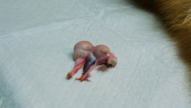 A dog's testicles lie on the operating table after a successful castration operation. Close-up.