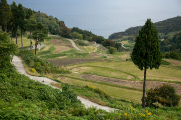 Fototapeta na wymiar Rice terraces in Iwakubi, Sado Island, Niigata prefecture.