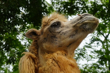 Camelus bactrianus, commonly known as the Bactrian camel, is a large, even-toed ungulate native to the steppes of Centrala Asia, particularly regions like Mongolia, China, Iran|雙峰駱駝 - obrazy, fototapety, plakaty