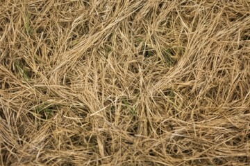 close-up texture of hay in a meadow