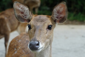The Javan rusa (Rusa timorensis), or Sunda sambar is native to the Indonesian islands of Java, Bali and Timor. It is occupied in a habitat similar to that of the Chital of India