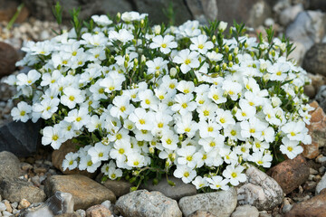 Berg-Sandkraut ( Arenaria montana )	
