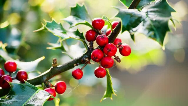 Video clip showcasing a holly bush backlit by the morning sun, vivid green leaves shimmering, and Christmas berries sparkling with dewdrops.