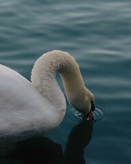 Cisne en un lago