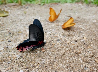 butterfly on the ground