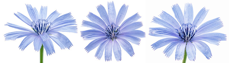 Chicory flowers on white background. Top view, side views. File contains clipping paths. - obrazy, fototapety, plakaty