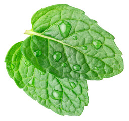 Green fresh peppermint leaves with water drops isolated on white background. Full depth of field. File contains clipping paths. © Екатерина Иванова