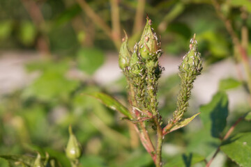 Many Green Rose Aphid Macrosiphum rosae, Aphididae on a young stem and rosebuds. Common Insect Pests of Roses. Copy space, soft focus.