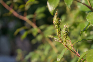 Many Green Rose Aphid Macrosiphum rosae, Aphididae on a young stem and rosebuds. Common Insect Pests of Roses. Copy space.