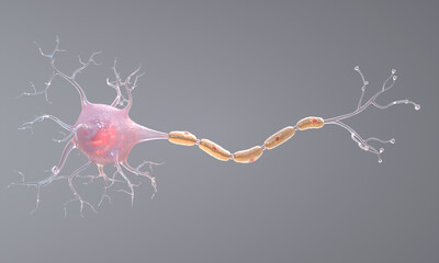 Neuron cell single