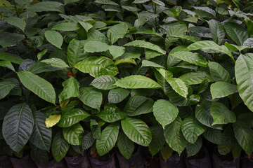 Arabica coffee nursery plantation. The coffee plantation is still young - obrazy, fototapety, plakaty