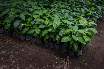 Arabica coffee nursery plantation. The coffee plantation is still young