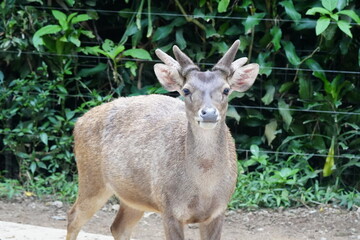 Naklejka na ściany i meble The Javan rusa (Rusa timorensis), or Sunda sambar is native to the Indonesian islands of Java, Bali and Timor. It is occupied in a habitat similar to that of the Chital of India