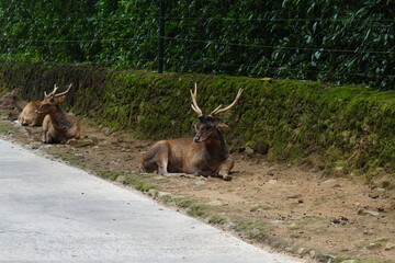 The Javan rusa (Rusa timorensis), or Sunda sambar is native to the Indonesian islands of Java, Bali and Timor. It is occupied in a habitat similar to that of the Chital of India